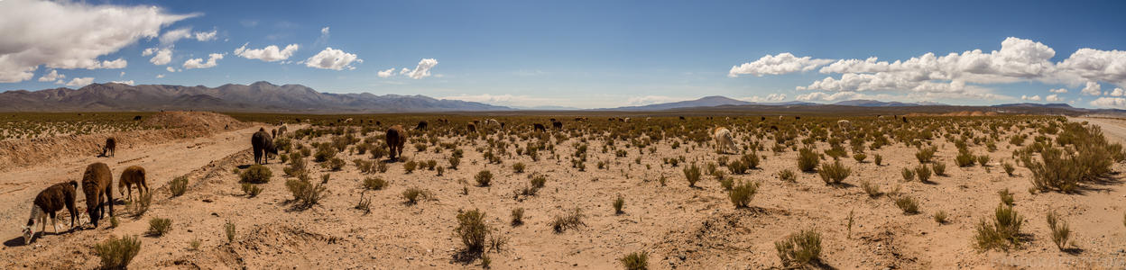 Get your Llamas along Ruta 51 - Llamas grazing near the highway just outside of San Antonio de los Cabres